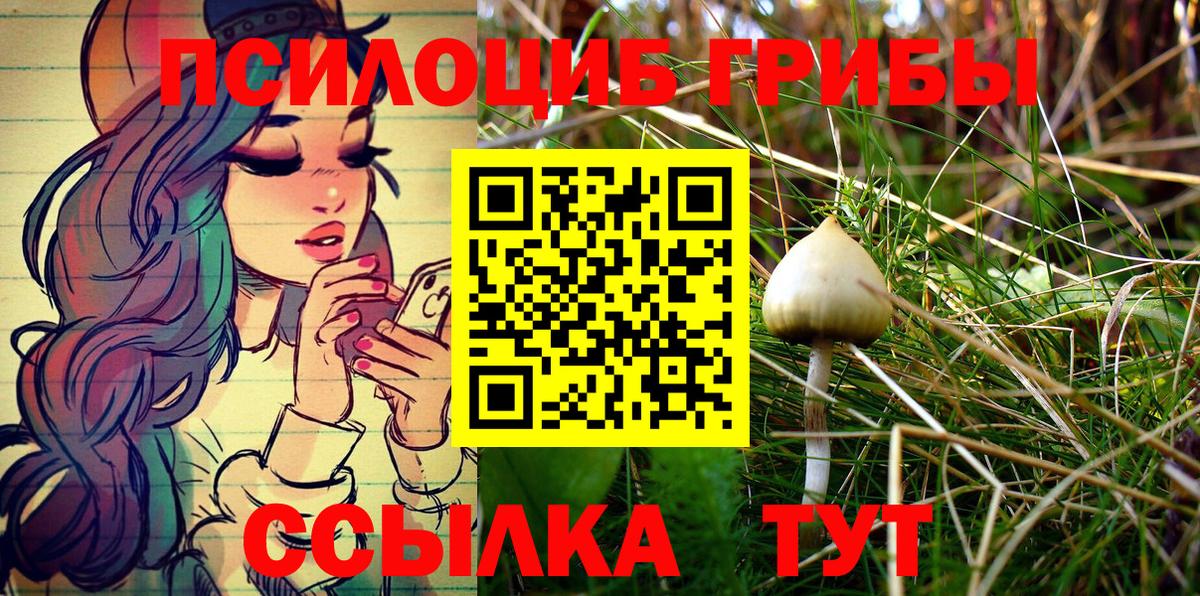 Псилоцибиновые грибы мицелий Волхов